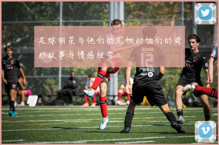 足球明星与他们的宠物动物们的奇妙故事与情感纽带